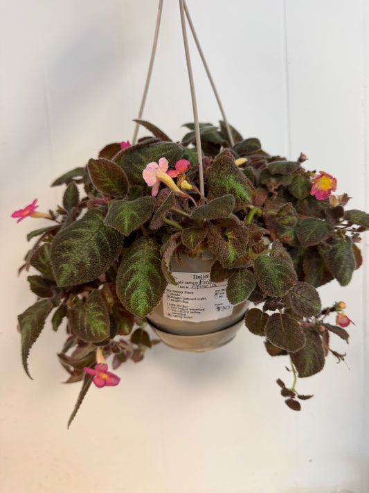 Pink Panther Episcia 6in