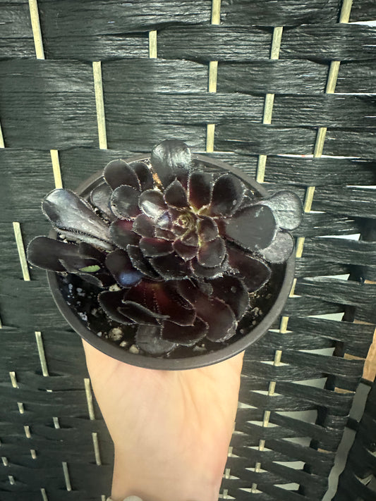 Black Rose Zwartkop 4in