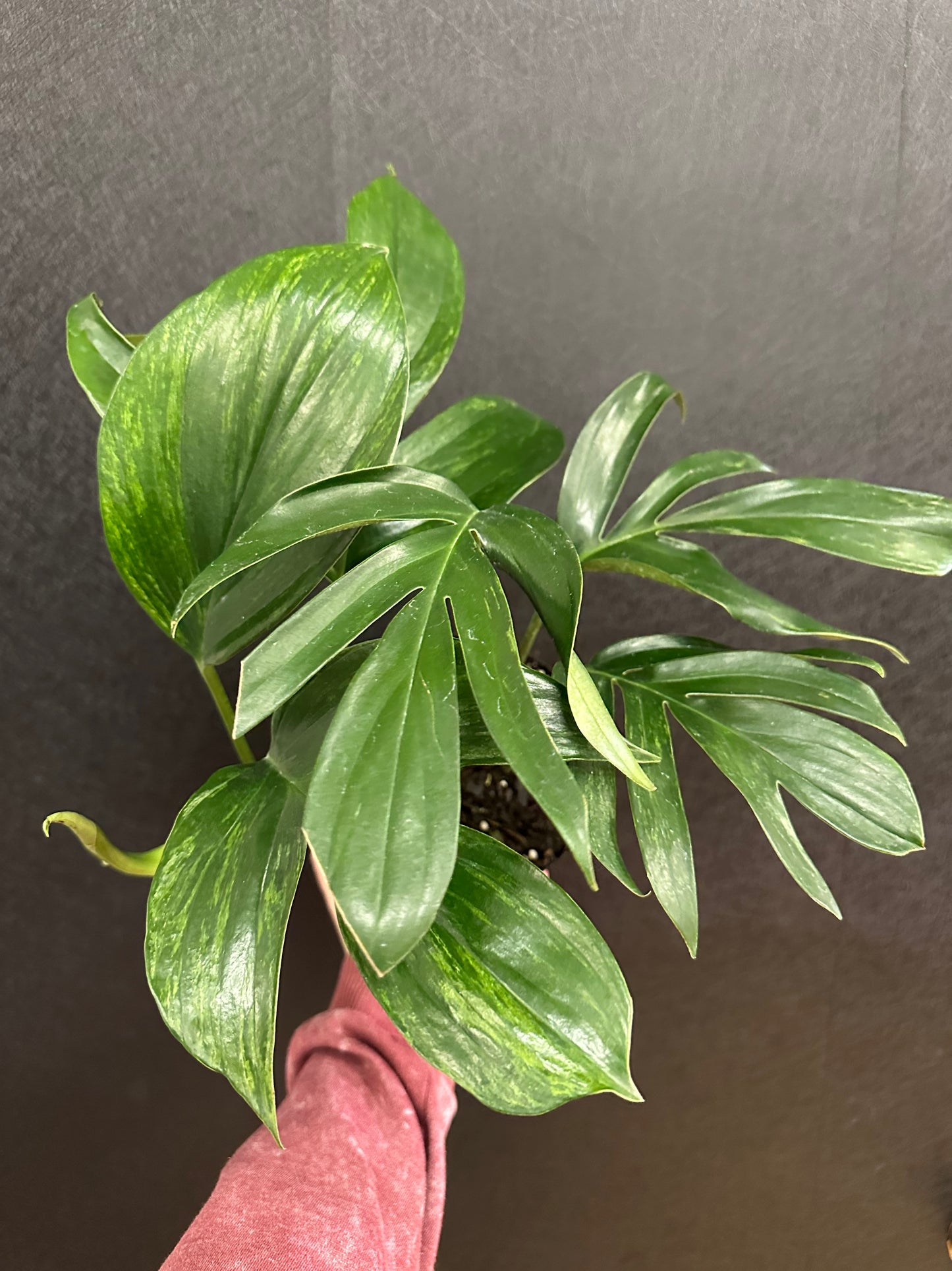 Variegated Dragons Tail Rhaphidophora 6in