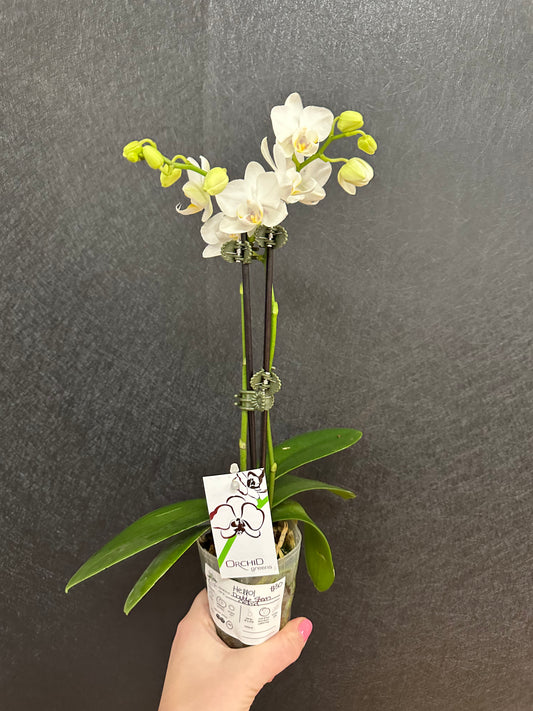 Double Stem Orchid