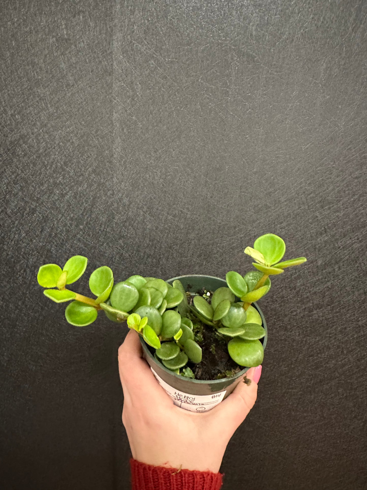 Hope Peperomia 4in