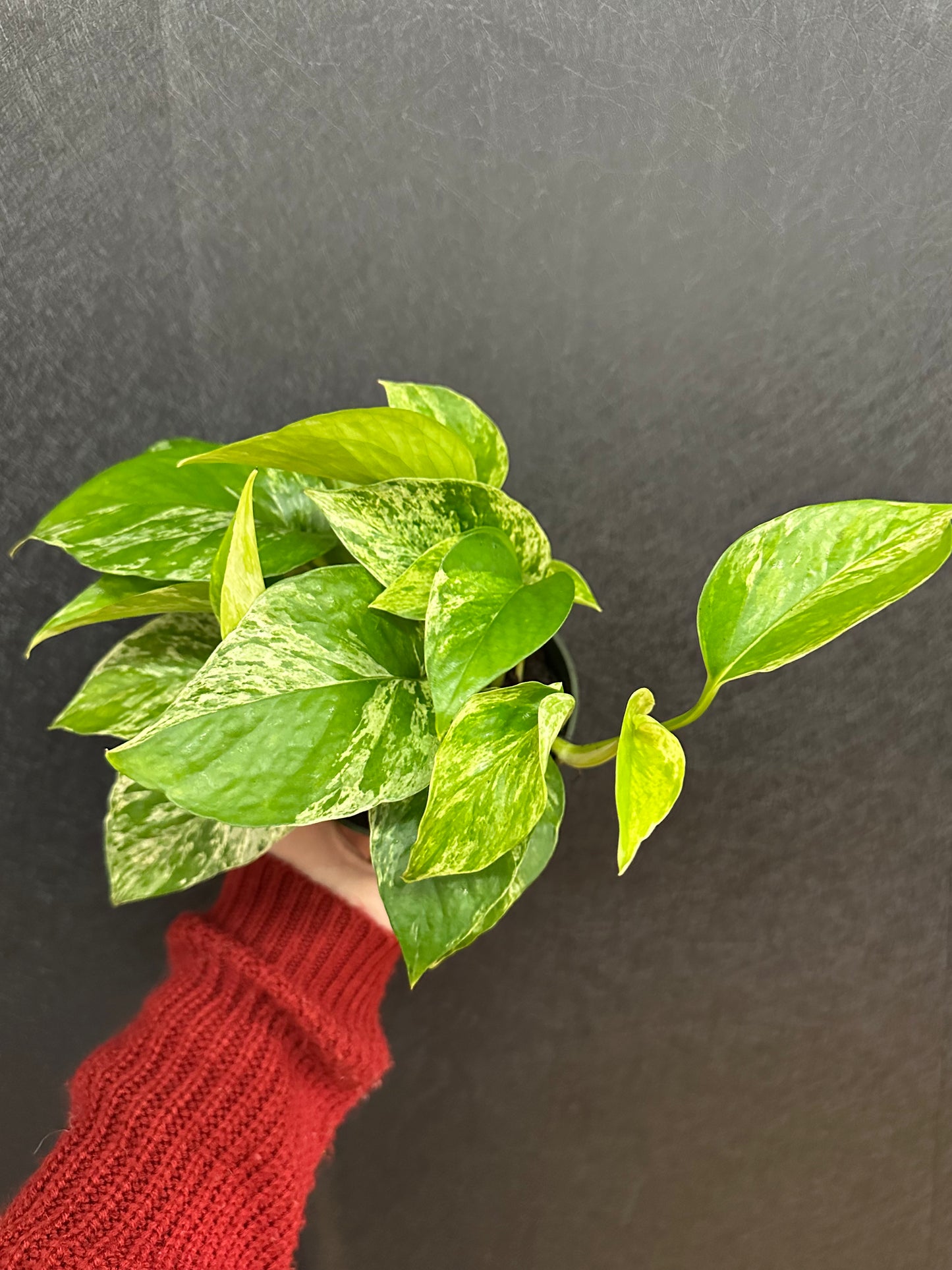 Marble Pothos 4in