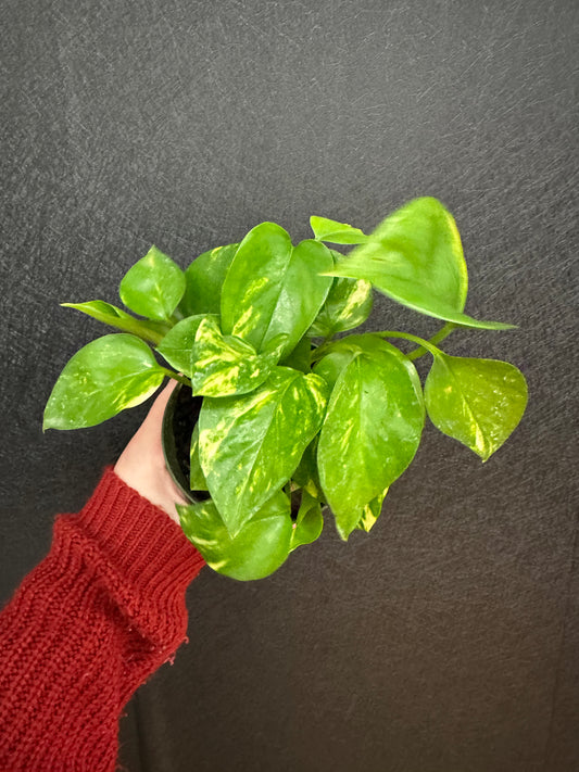 Golden Pothos 4in