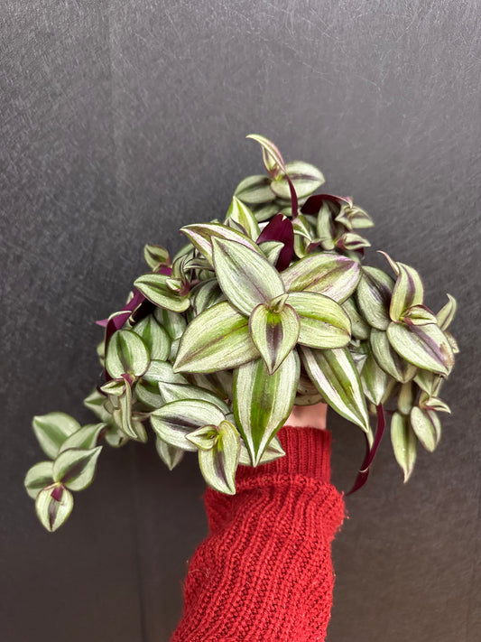Nanouk Tradescantia 4in