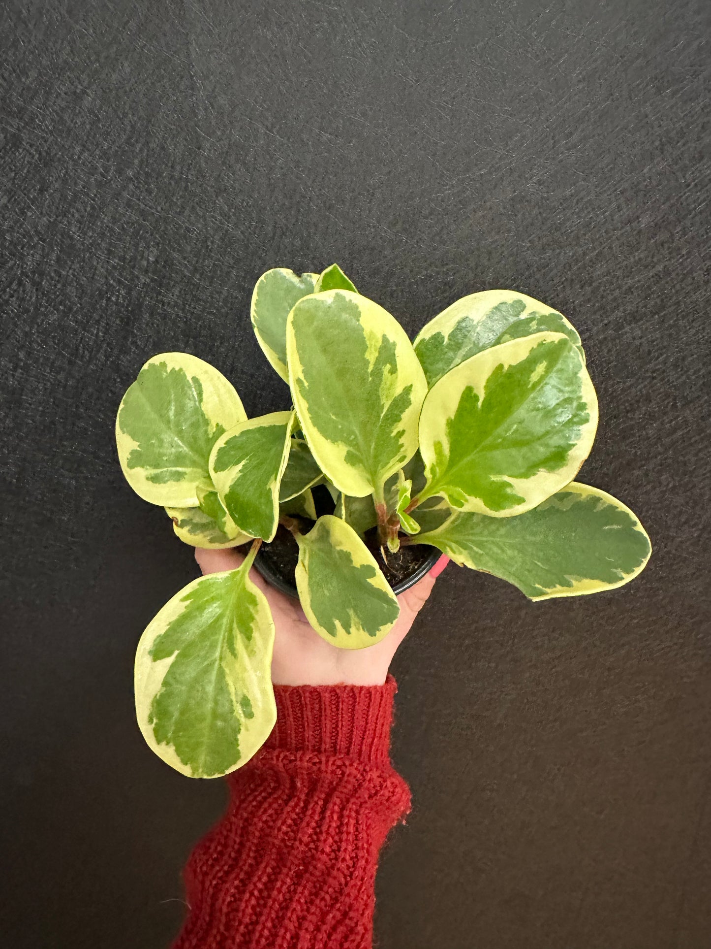 Obstifolia Variegated Peoermonia 4in