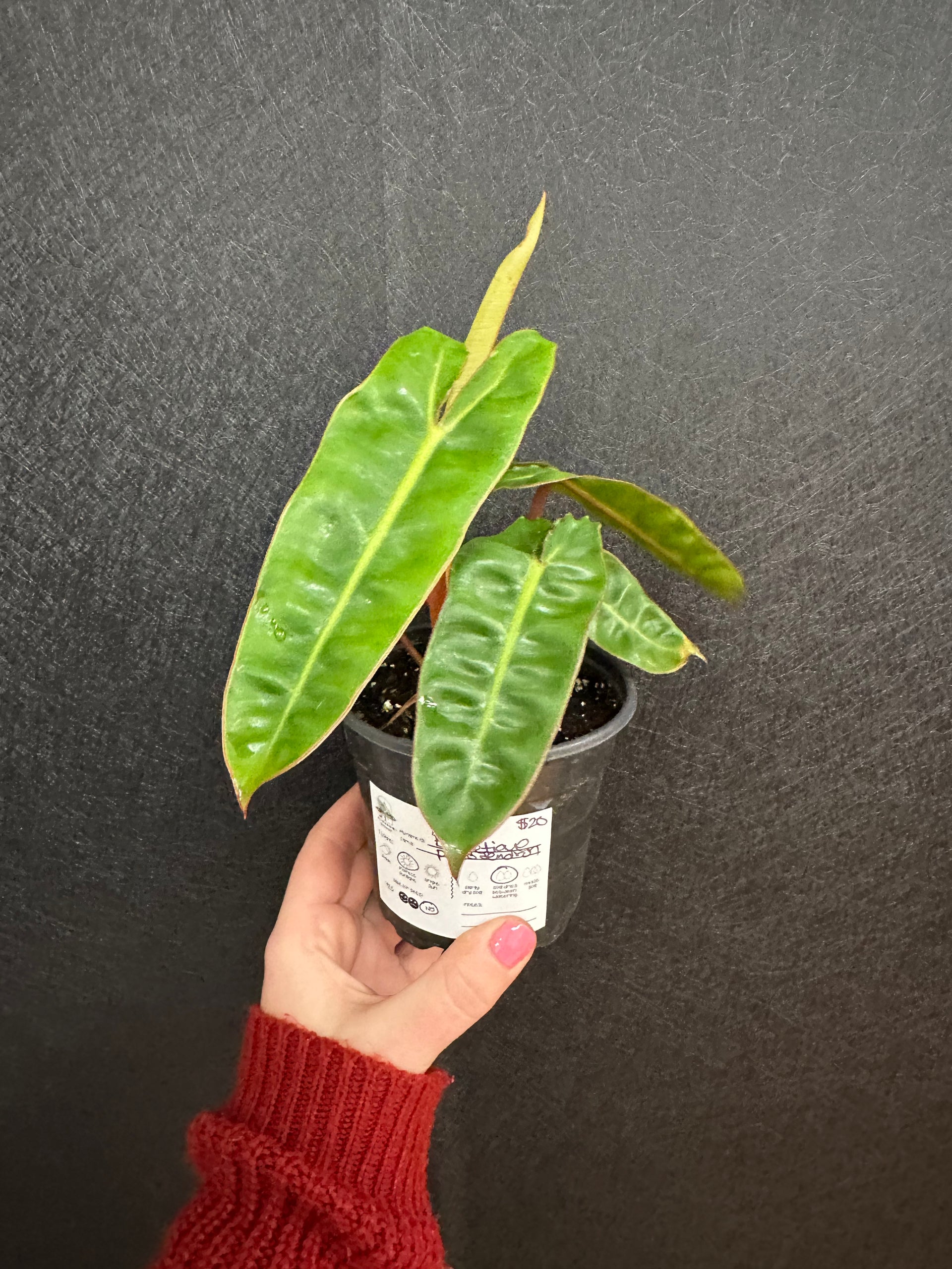 Philodendron Billietiae 4in – Blossom + Branch Houseplants