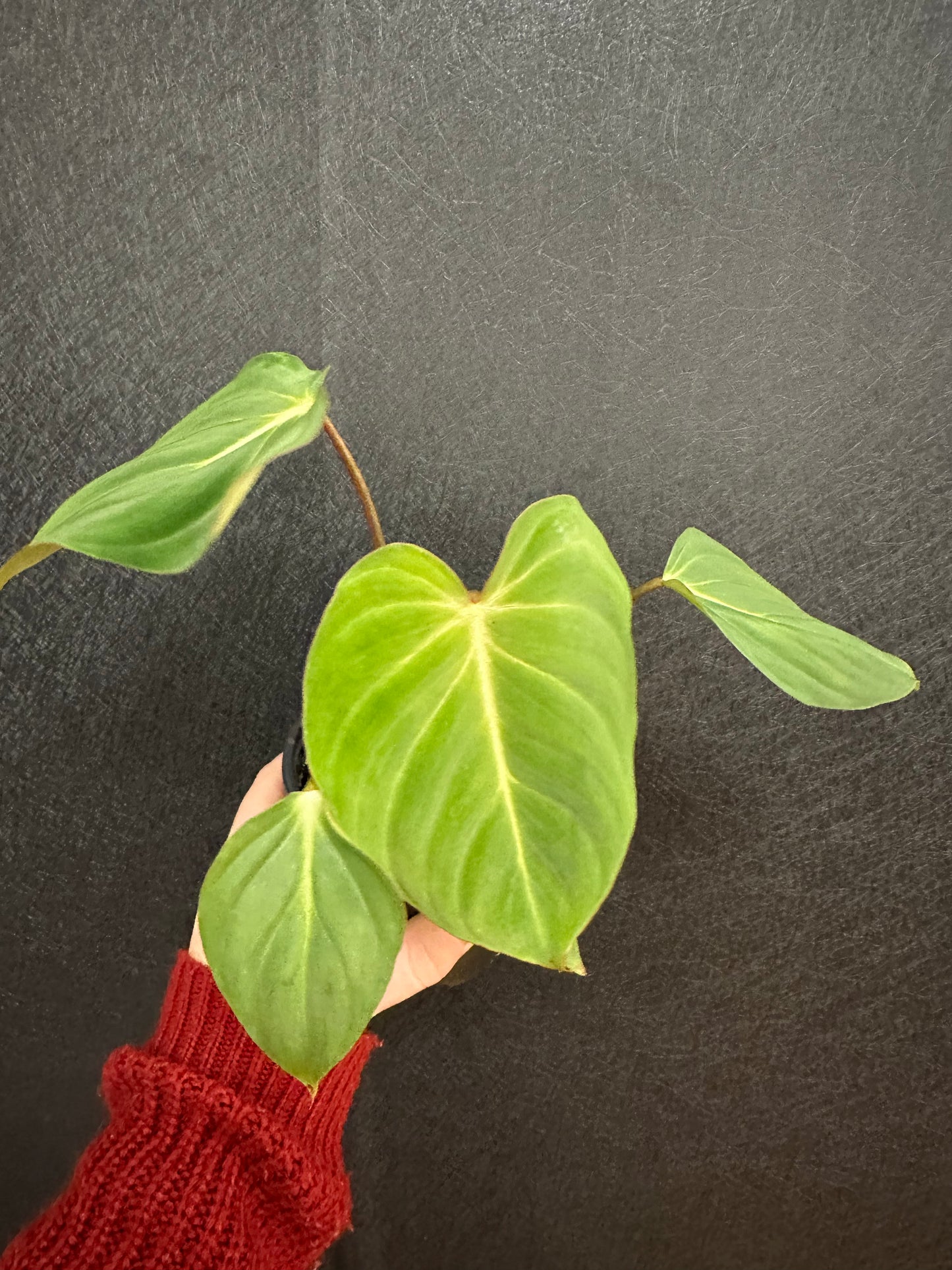 Philodendron Gloriousum 4in