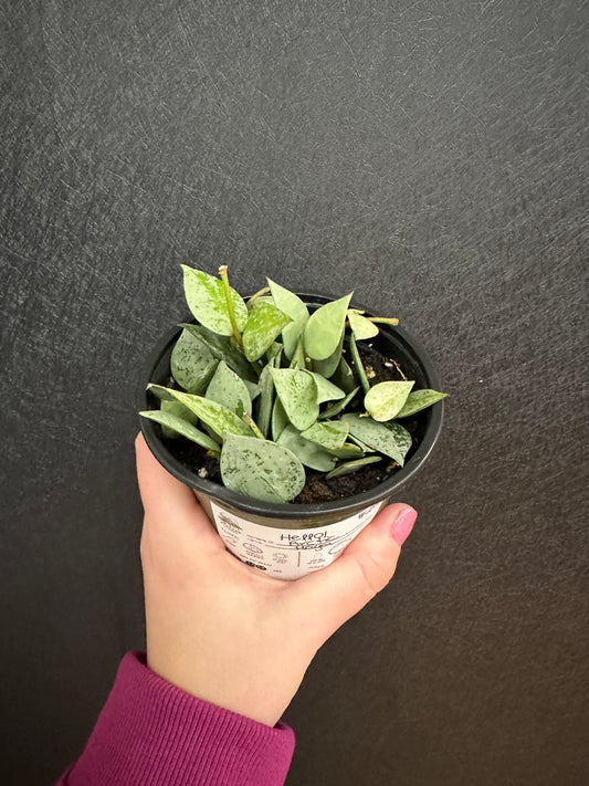 Arctic Hoya 4in