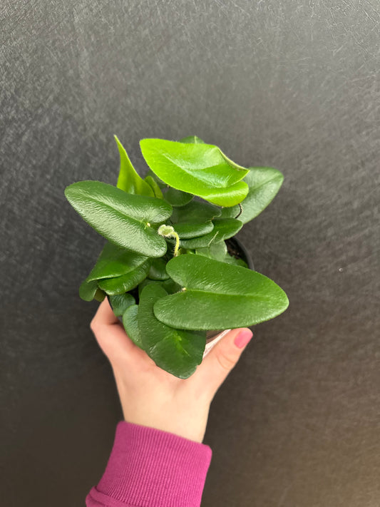Heartleaf Fern 4in