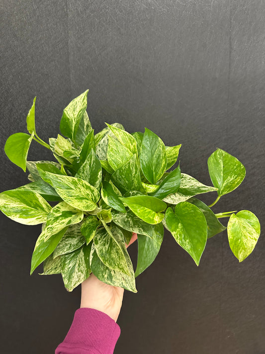 Marble Pothos 6in