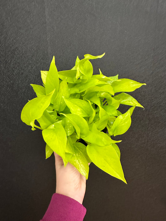 Neon Pothos 6in