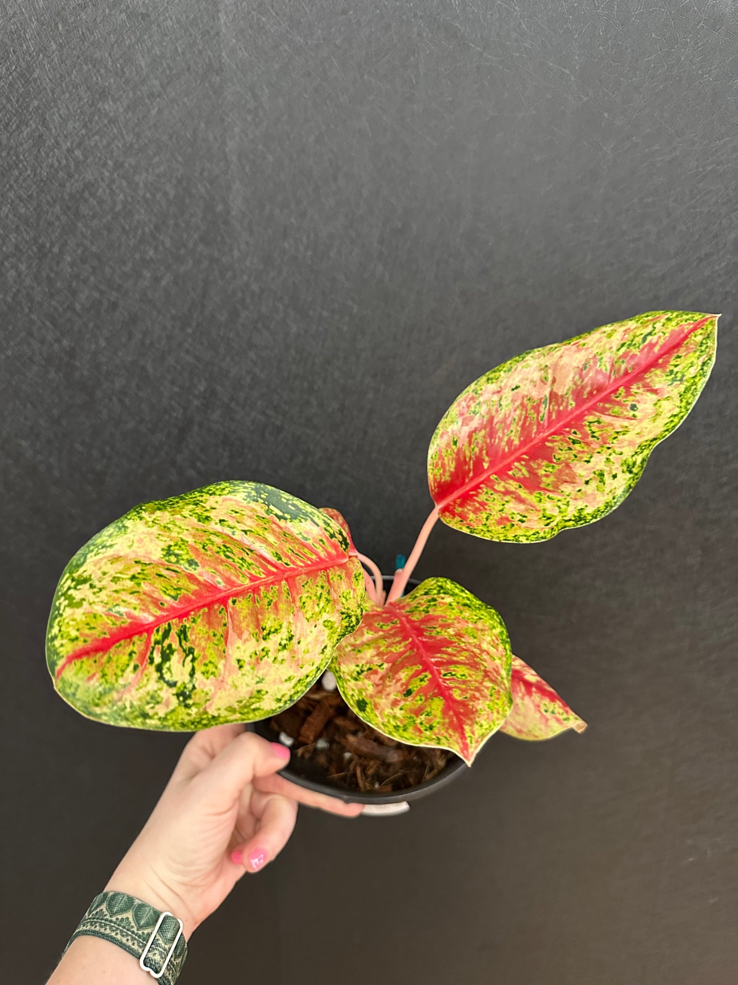 10 Karat Aglaonema 6in