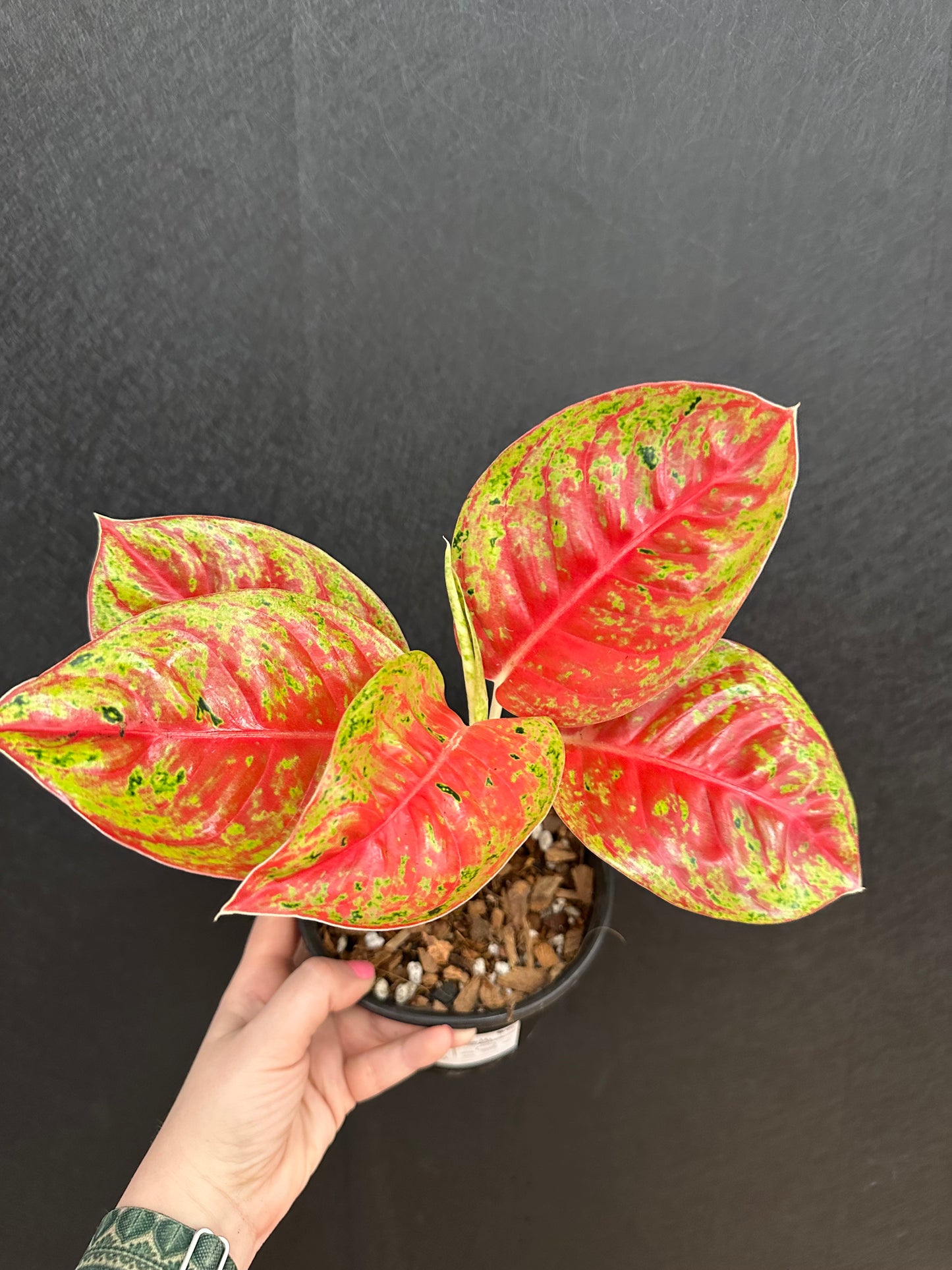 Mahasetti Aglaonema 6in