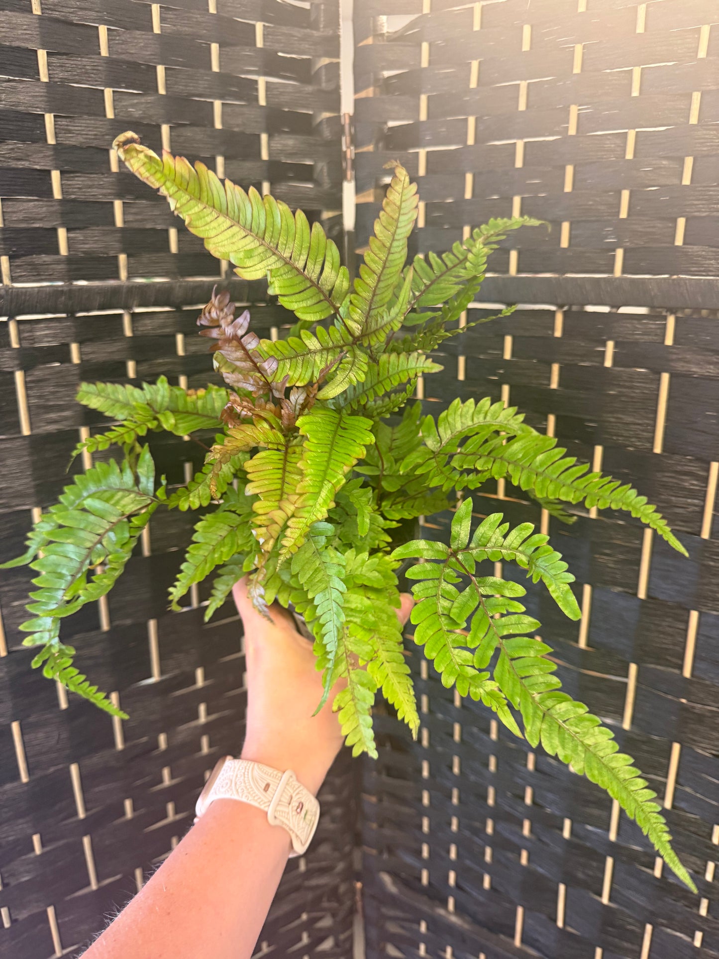 Painted Break Fern 4in