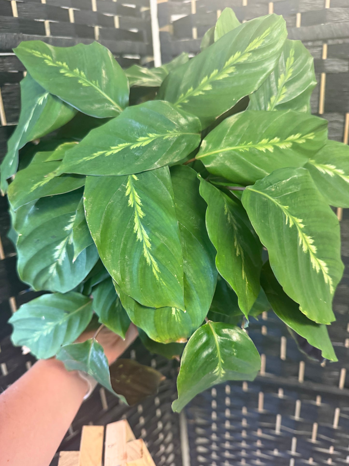 Maui Queen Calathea 6in