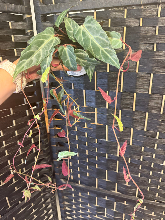 Jungle Vine Cissus Amazonica 4in