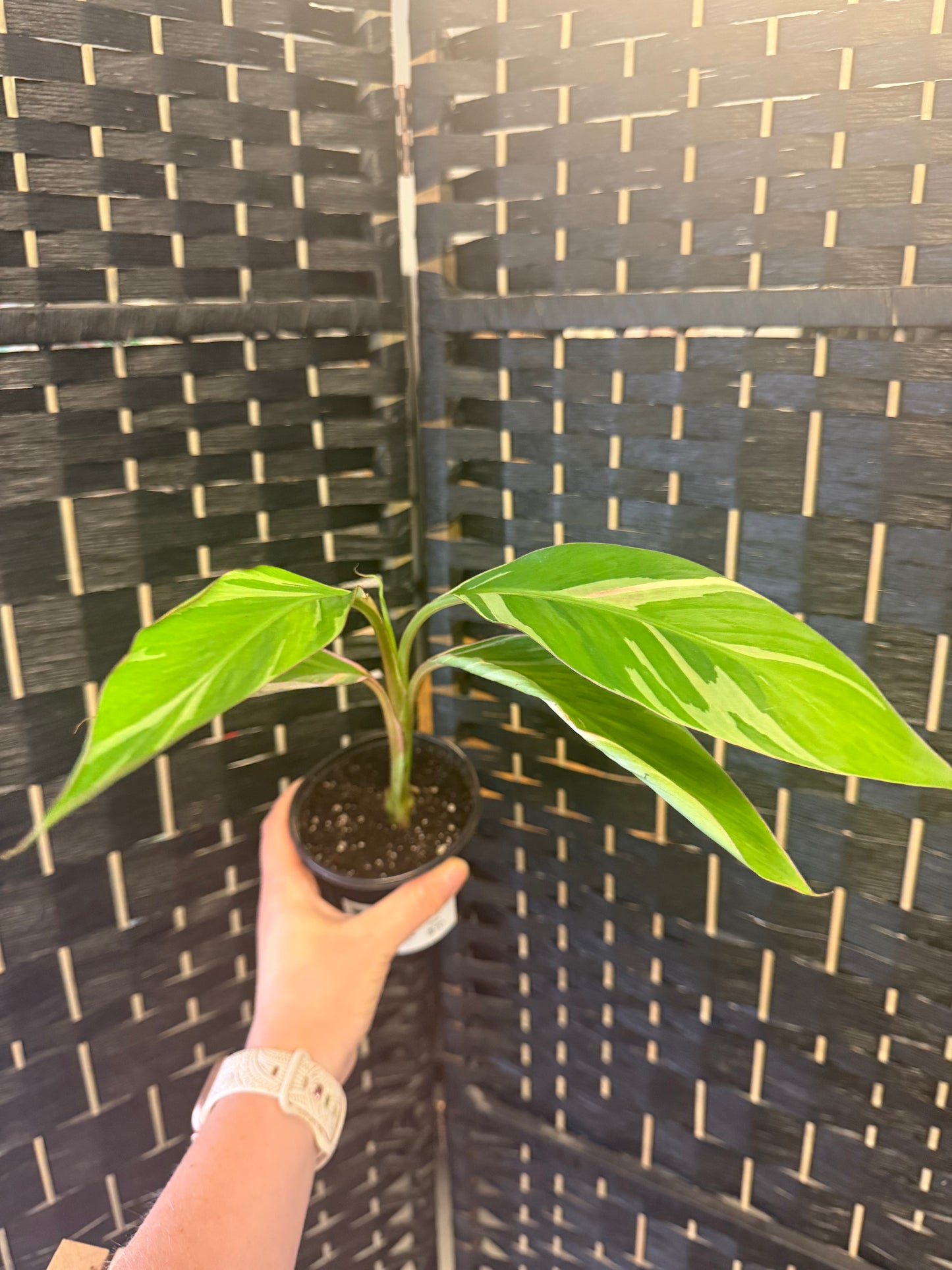 Pink Nono Musa Banana 4in