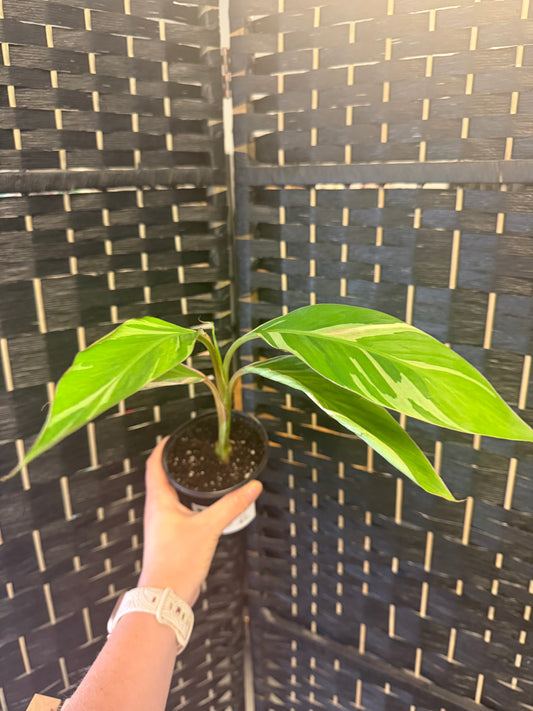 Pink Nono Musa Banana 4in