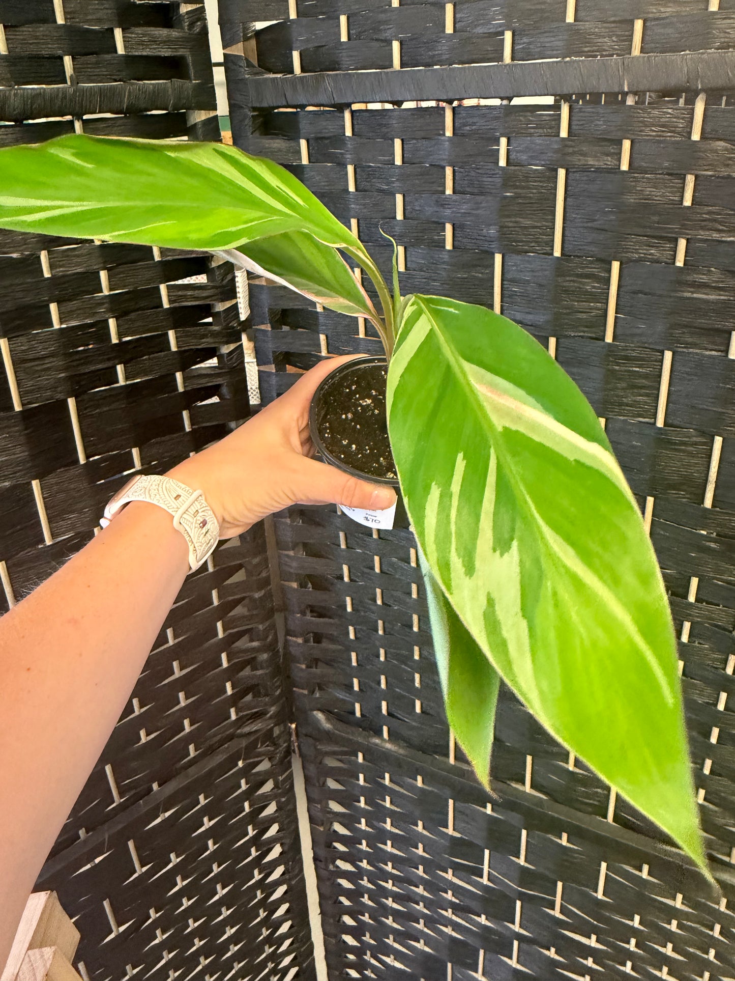 Pink Nono Musa Banana 4in