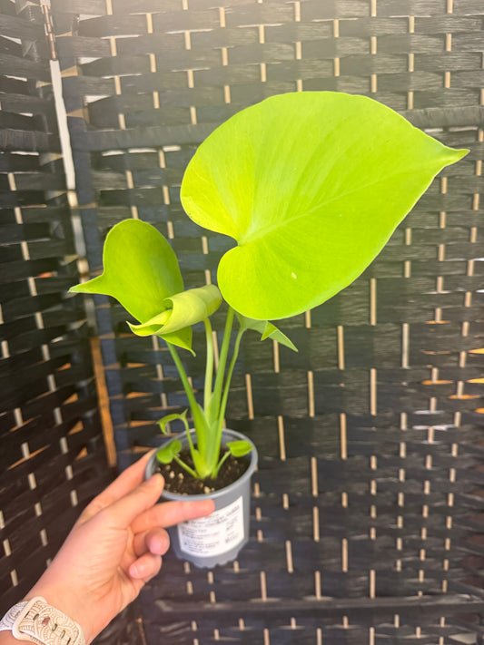 Super Golden Monstera 4in