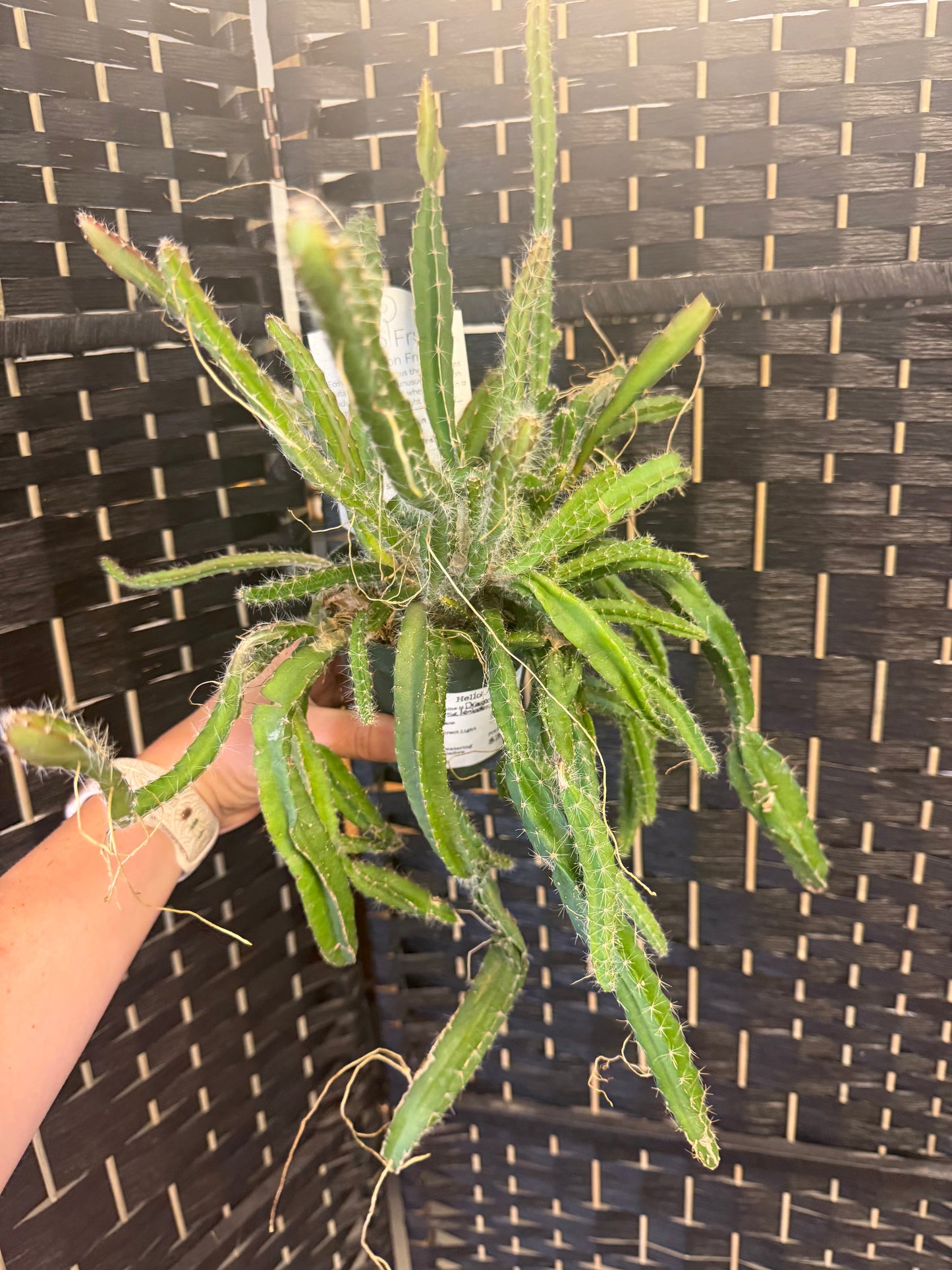 Dragon Fruit Cactus 4in