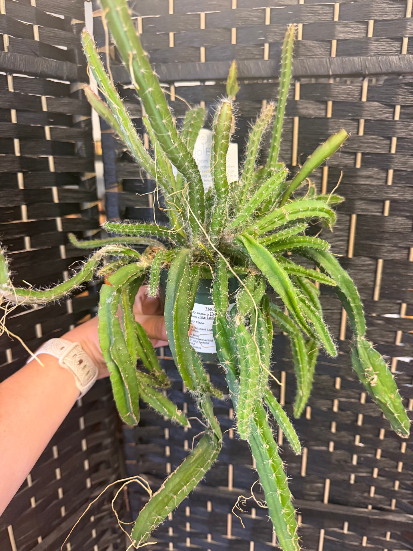 Dragon Fruit Cactus 4in