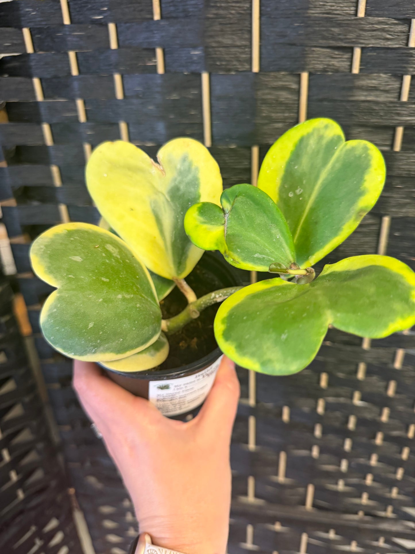 Kerrii Albo Vibe Hoya 4in