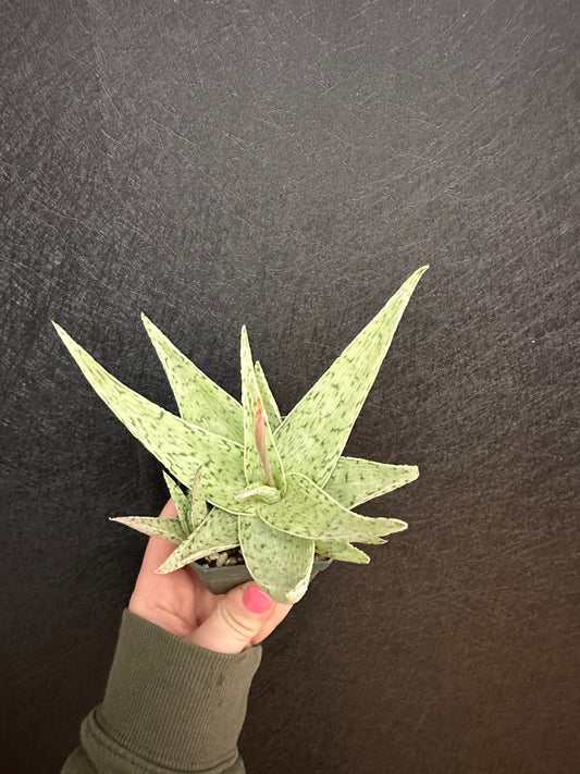 Aloe Quicksilver