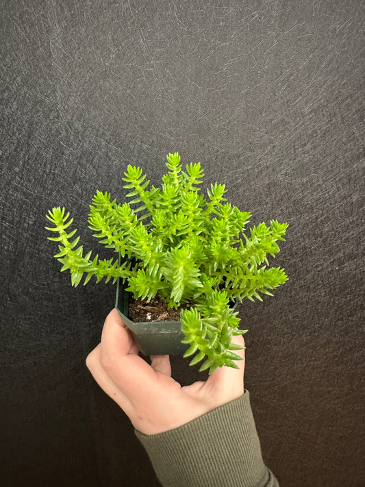 Chain Plant Crassula