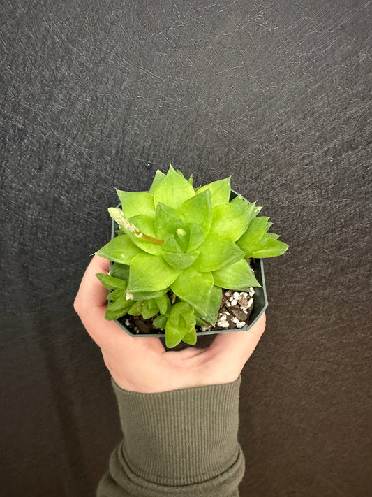 Cymbiformis Haworthia