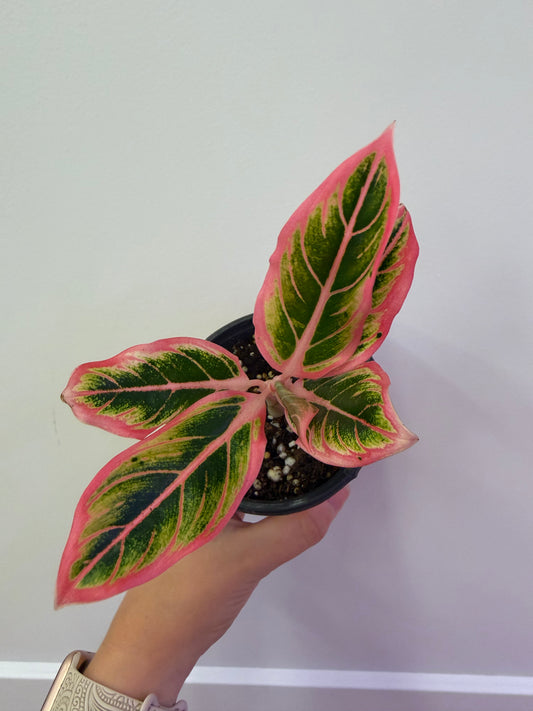 Lotus Delight Aglaonema 4in
