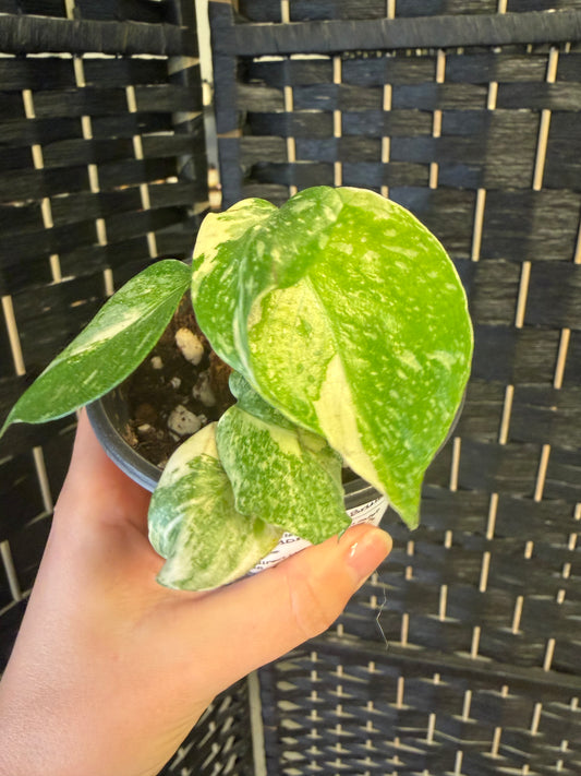 Creme Brûlée Monstera 4in