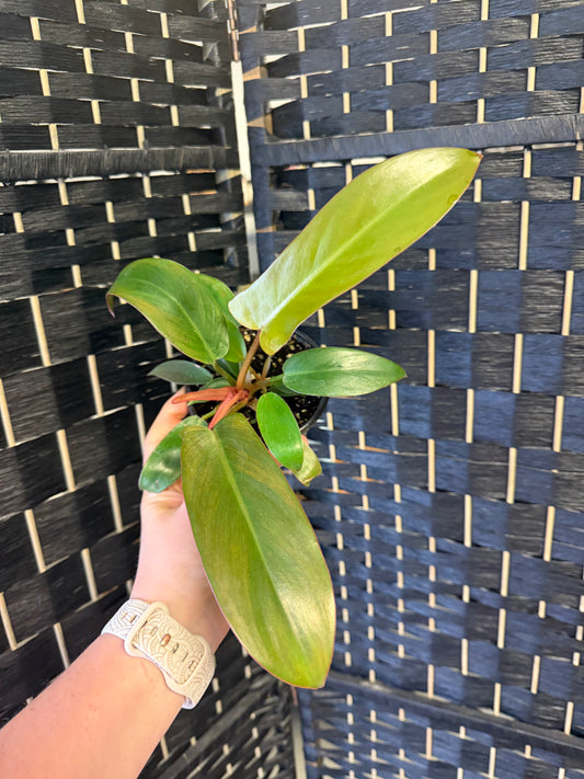 Sayaka Philodendron 4in