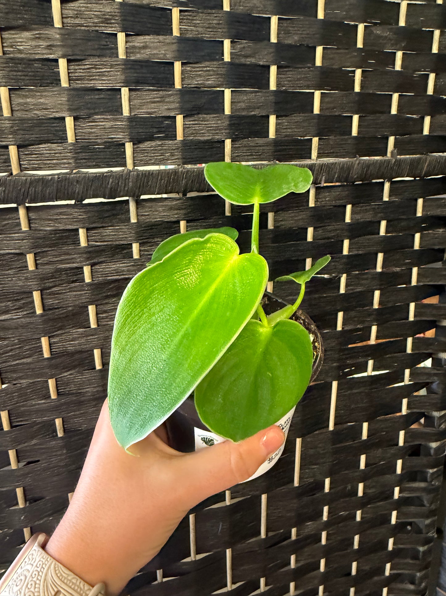 Rugosum Philodendron 4in