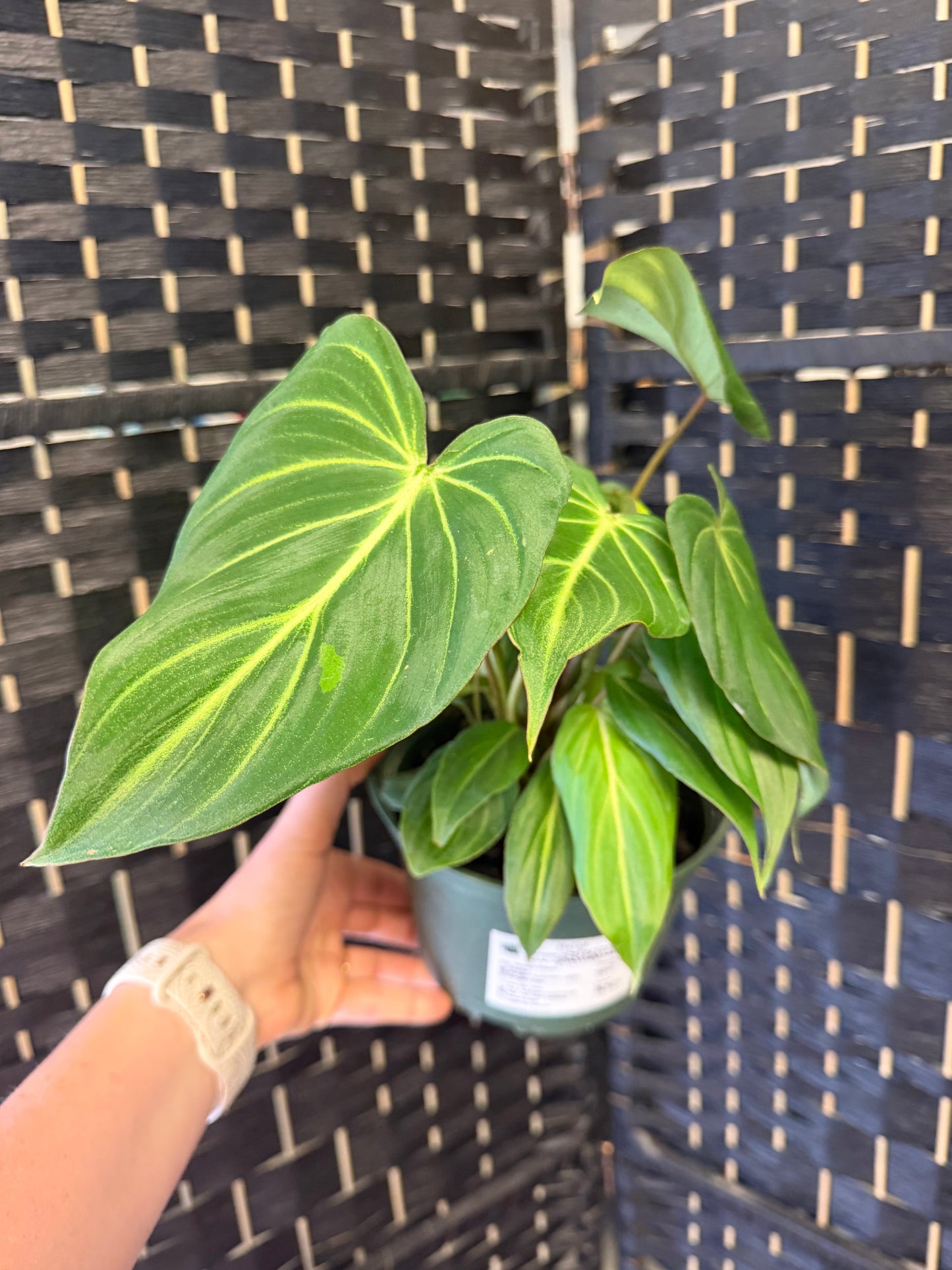 Philodendron Gloriosum 6in