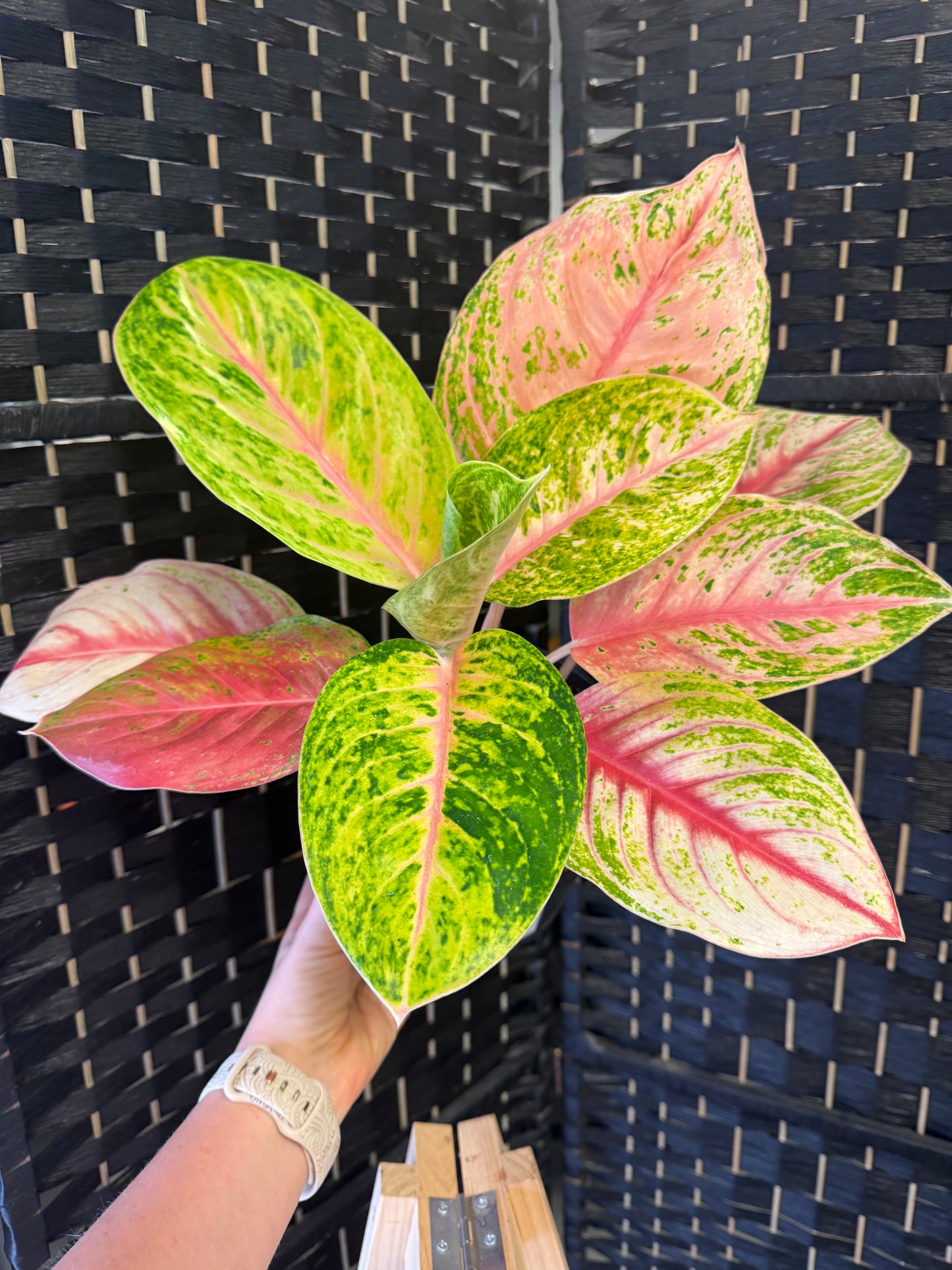 Lotus Delight Aglaonema 6in