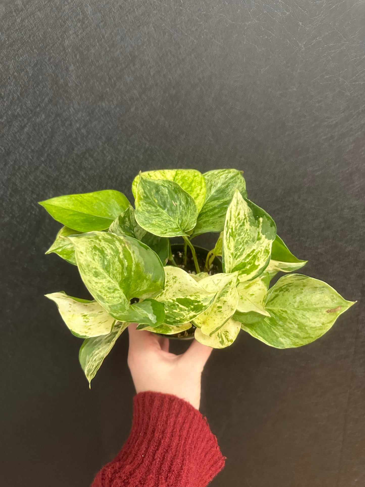 Manjula Compacta Pothos 4in