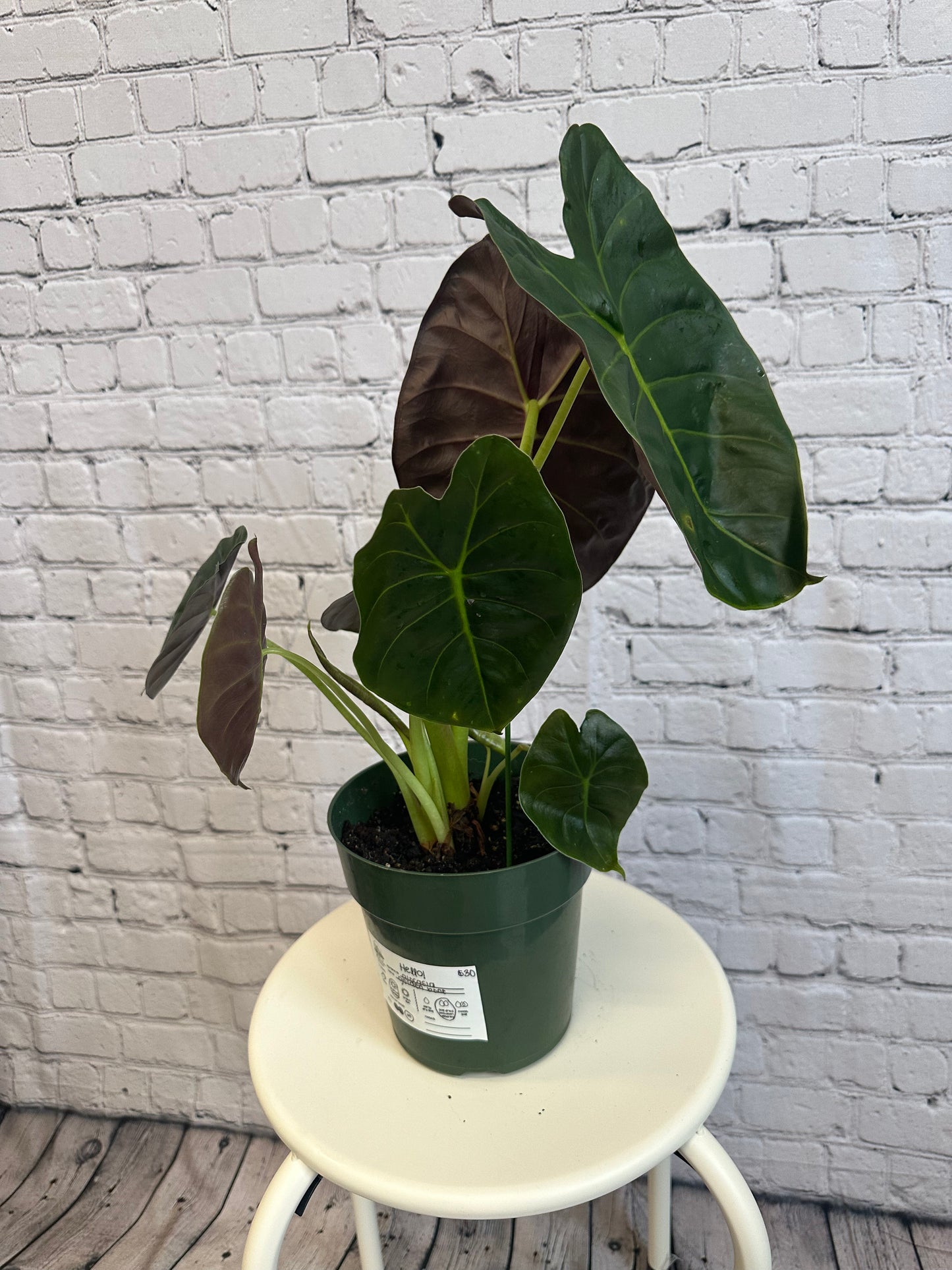 Alocasia Golden Bone