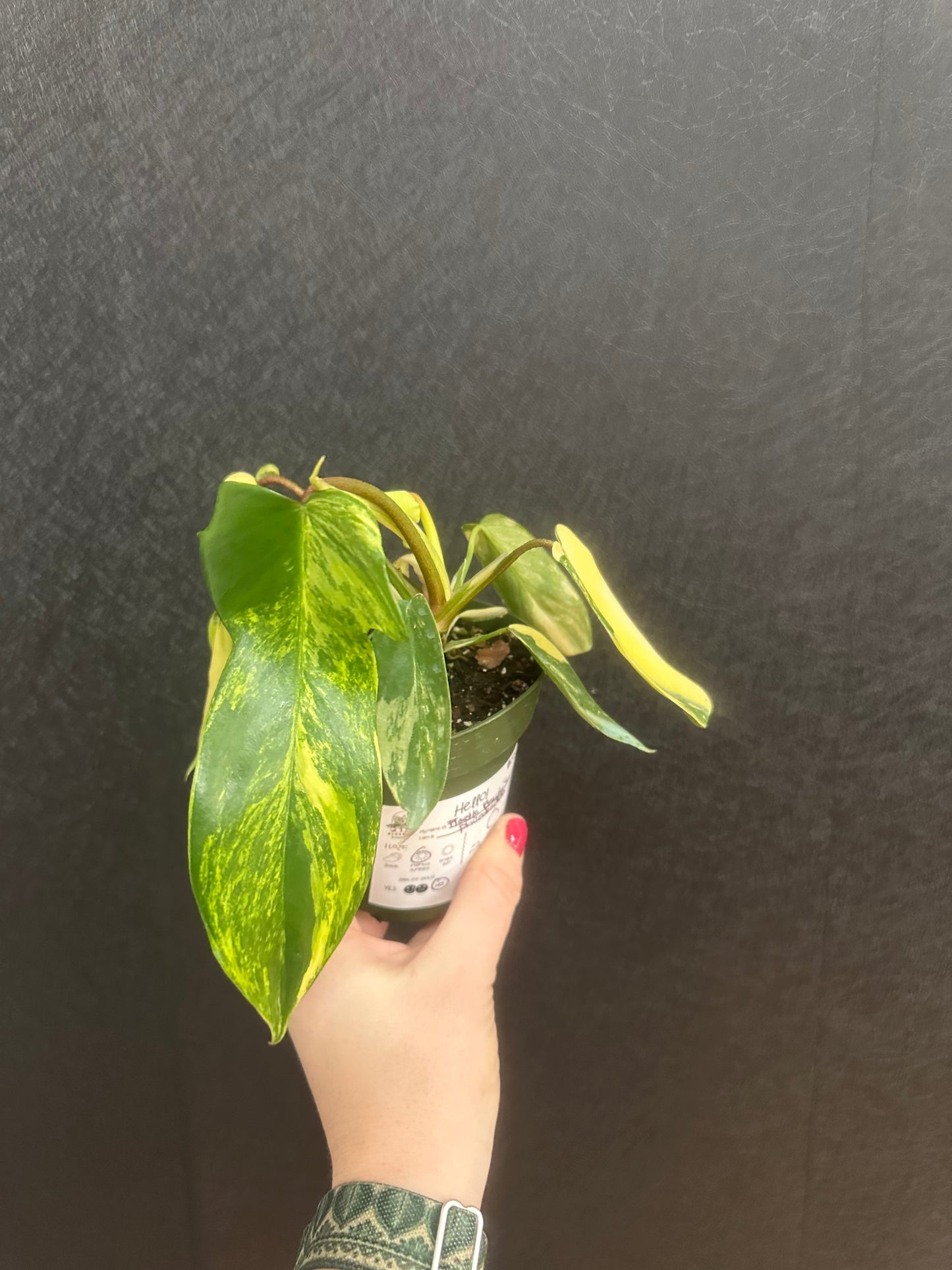 Florida Beauty Sunrise Philodendron 4in