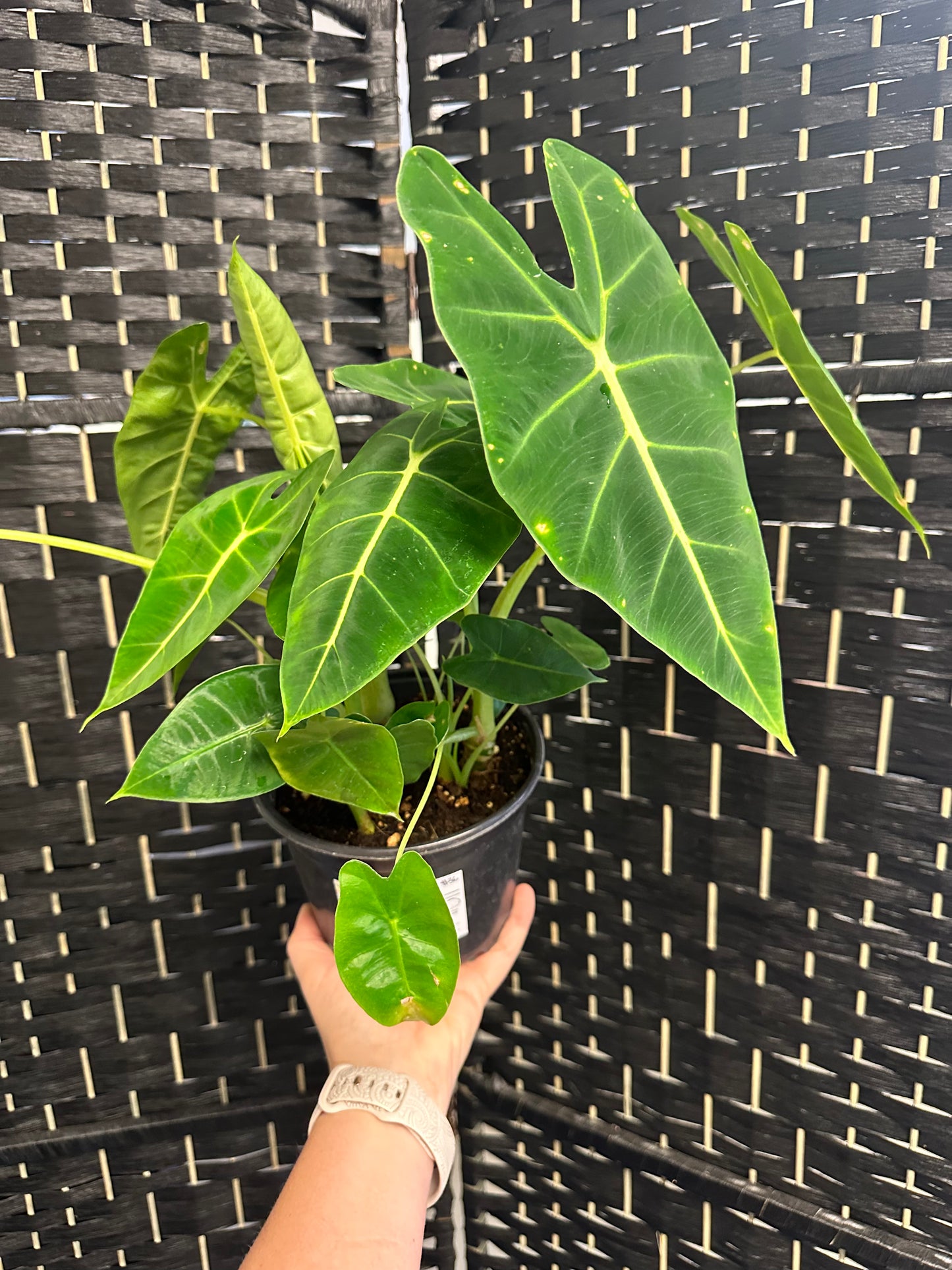 Alocasia Frydek 6in