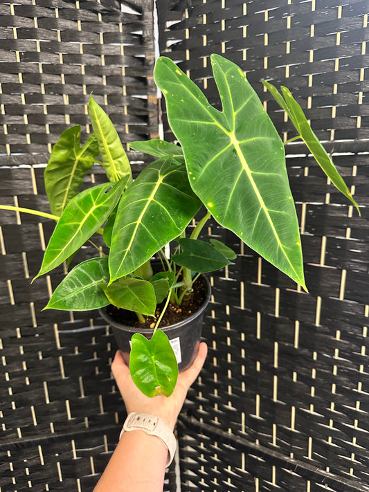 Alocasia Frydek 6in