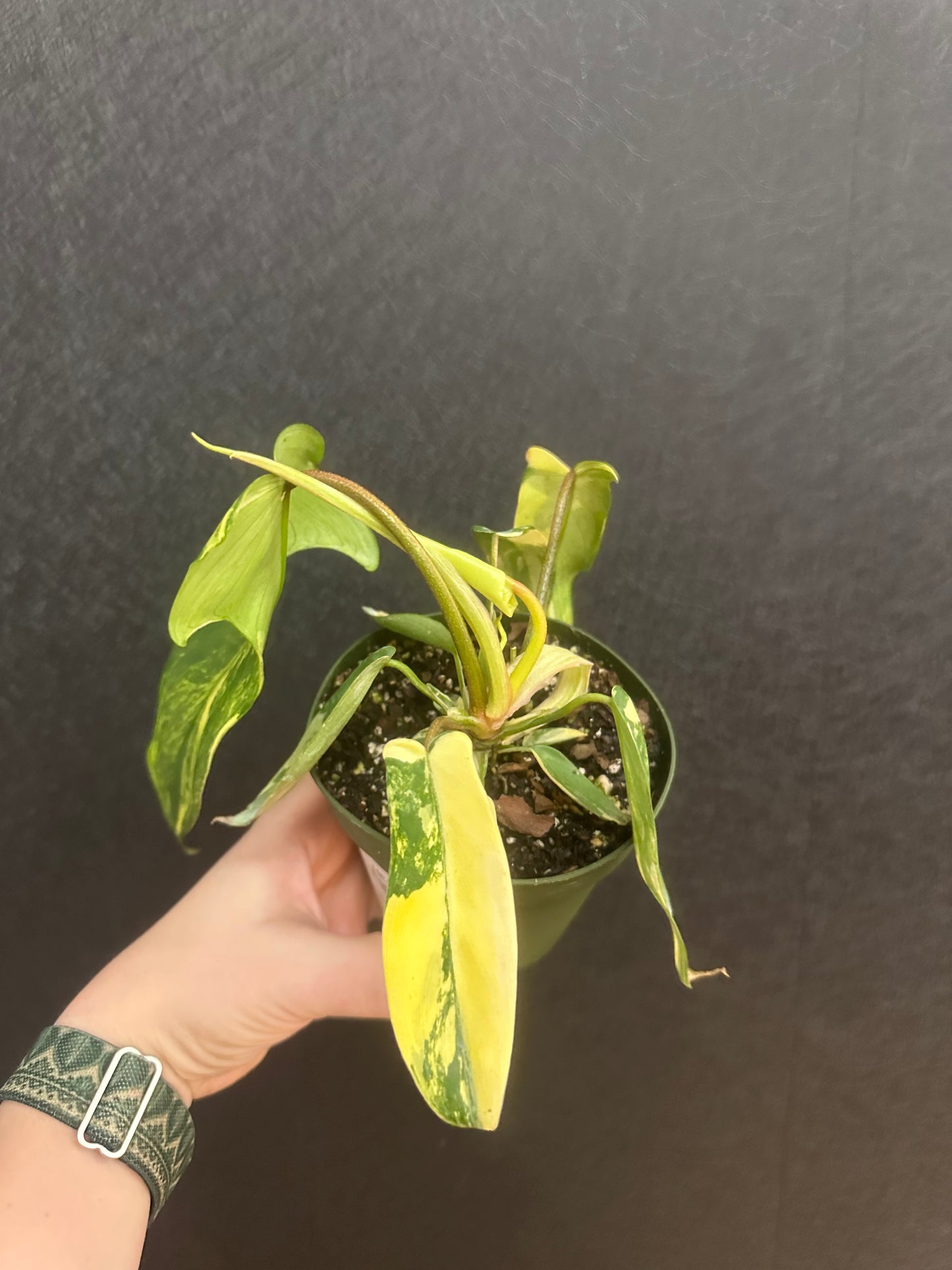 Florida Beauty Sunrise Philodendron 4in