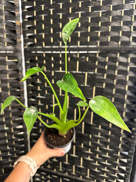 Tiny Dancer Alocasia 4in