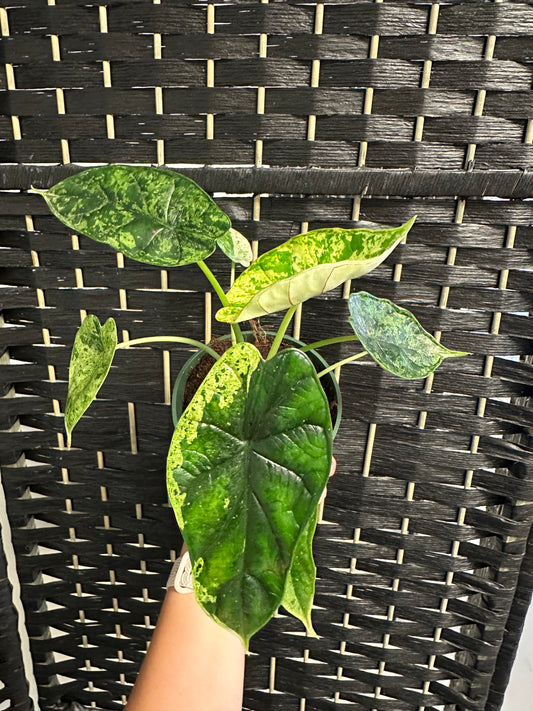 Alocasia Dragon Scale Mint 4in
