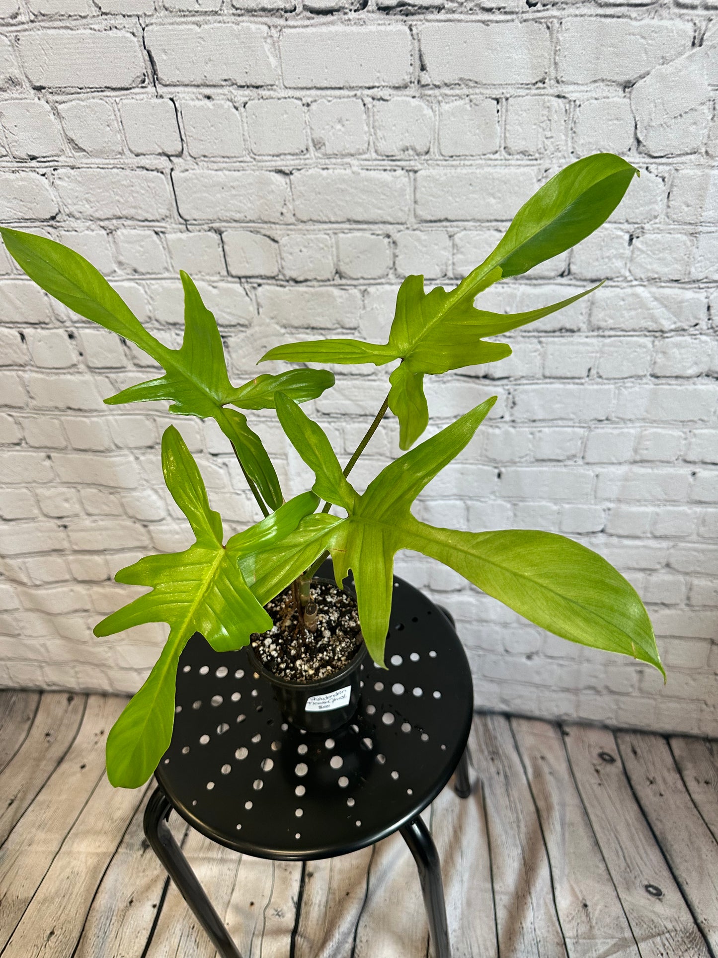 Philodendron Florida Ghost 4in