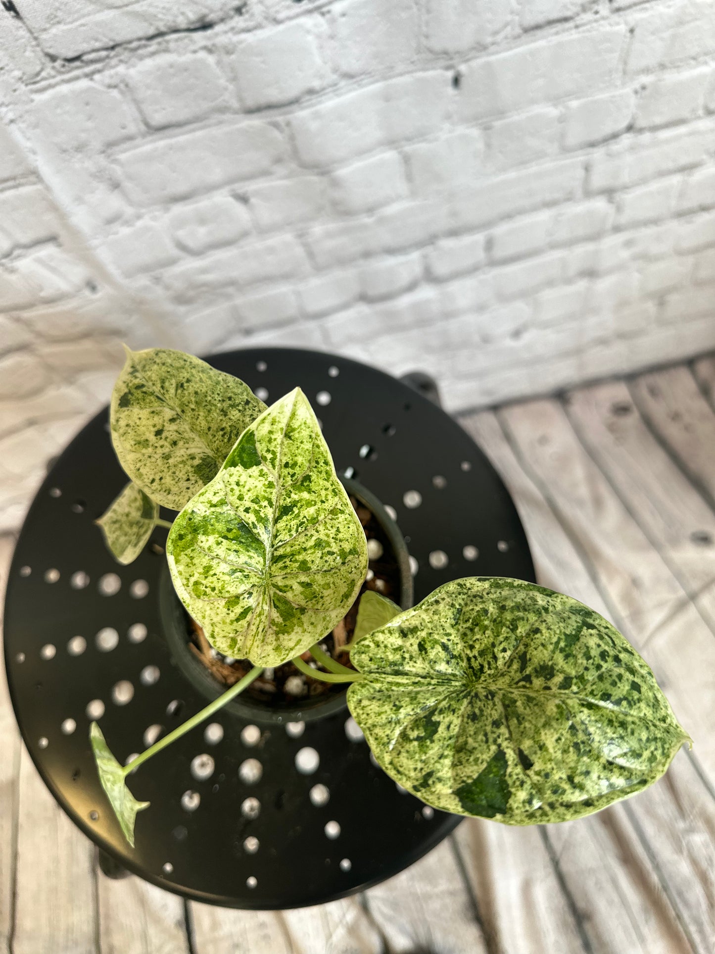 Alocasia Dragon Scale Mint, Var. 4in