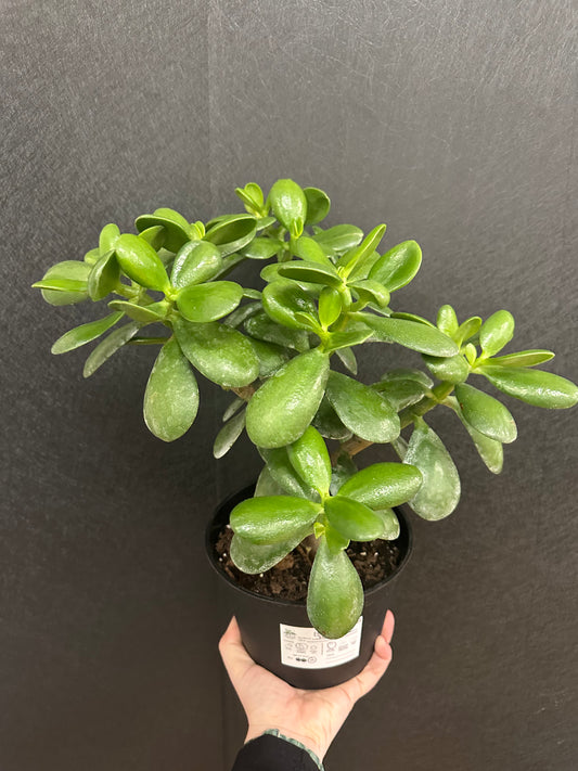 Jade Tree 6in