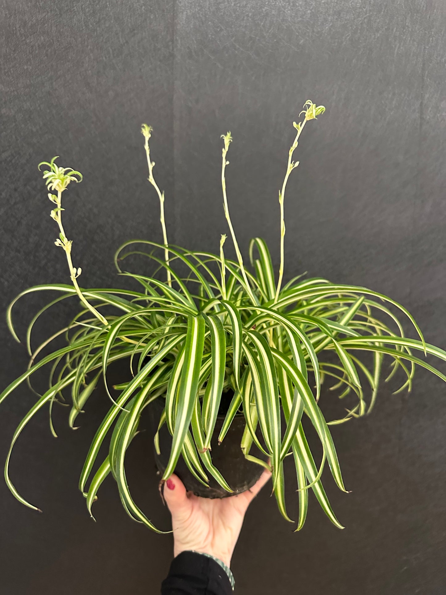 Ocean Spider Plant 6in