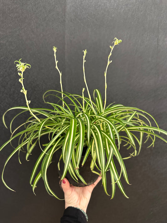 Ocean Spider Plant 6in