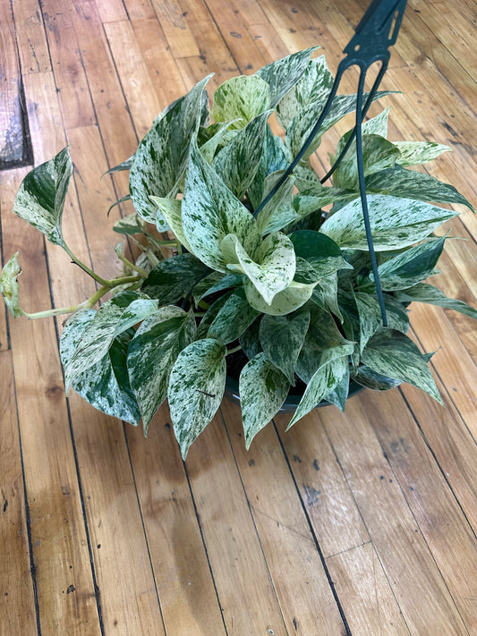 Snow Queen Pothos 8in Hanging Basket